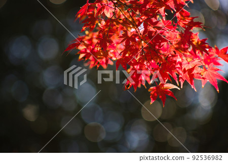 Close up of autumn leaves Close up of autumn leaves 92536982