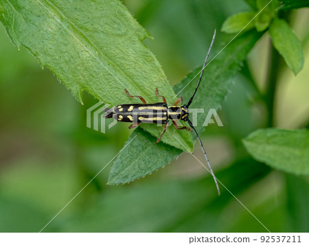 Longhorn beetle with a yellow crest, Epiglenea come out ♀ Longhorn beetle with a yellow crest, Epiglenea come out ♀ 92537211