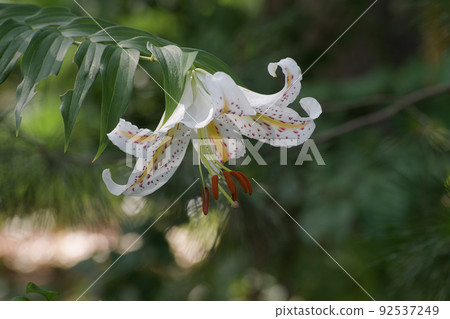 Wild lily Wild lily 92537249
