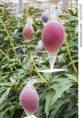 Net cultivation of ripe mango Net cultivation of ripe mango 92537507