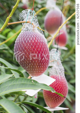 成熟芒果網種植 92537508