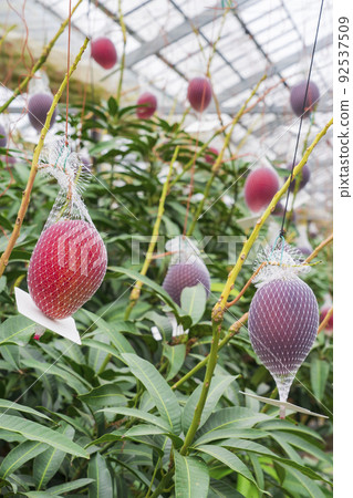 Net cultivation of ripe mango 92537509