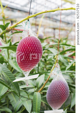 Net cultivation of ripe mango Net cultivation of ripe mango 92537510
