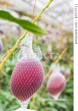 Net cultivation of ripe mango Net cultivation of ripe mango 92537511