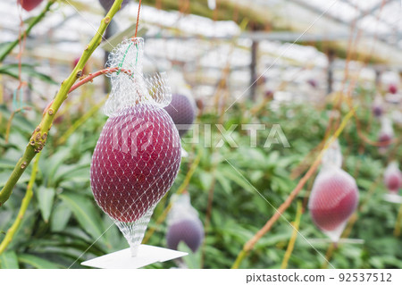 Net cultivation of ripe mango 92537512