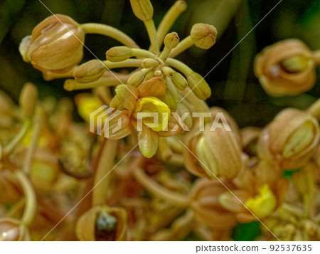 蘭科花草屬 septent 蘭科花草屬 septent 92537635