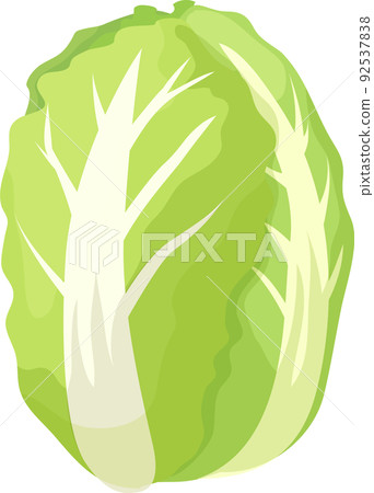 Simple and cute Chinese cabbage illustration 92537838
