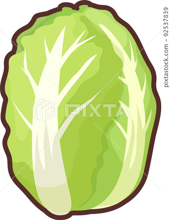 Simple and cute Chinese cabbage illustration 92537839