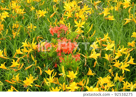 A close-up of Nikko Kisuge and Azalea in full bloom covering the Oguni-numa Marsh, Oguni, Kumagura-machi, Kitakata City, Fukushima Prefecture 92538275