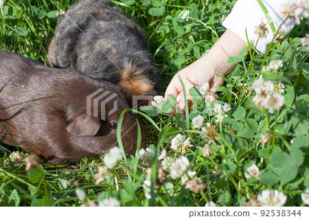 two cute guinea pigs adorable american tricolored with swirl on head in park eating grasses. two cute guinea pigs adorable american tricolored with swirl on head in park eating grasses. 92538344