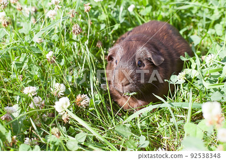 a guinea pig is sitting in the grass, eating clover on a summer day. A pet 92538348