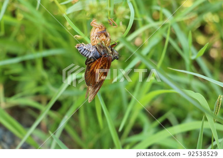 Abrazemi未能出現 92538529