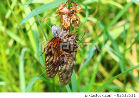 Abrazemi未能出現 92538531