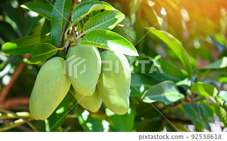 Mango hanging on the mango tree with leaf background in summer fruit garden orchard, young raw green mango fruit Mango hanging on the mango tree with leaf background in summer fruit garden orchard, young raw green mango fruit 92538618