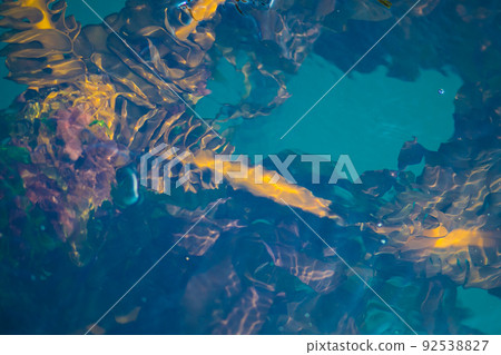 Seaweed farming in Miyagi Prefecture: Underwater wakame seaweed 92538827