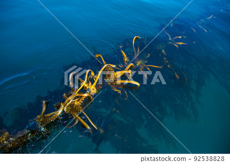 Seaweed farming in Miyagi Prefecture: Underwater wakame seaweed Seaweed farming in Miyagi Prefecture: Underwater wakame seaweed 92538828