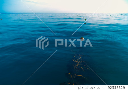 Seaweed farming in Miyagi Prefecture: Underwater wakame seaweed 92538829