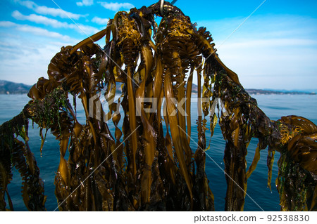 Wakame seaweed farming in Miyagi prefecture 92538830