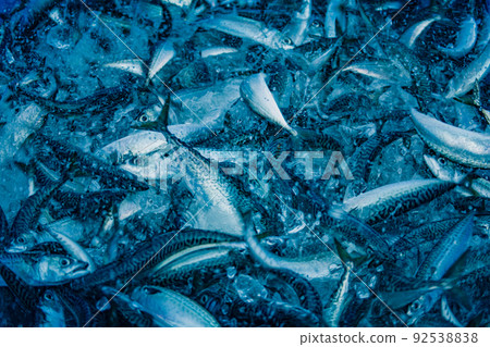 Landing of fresh mackerel at a fishing port in Miyagi prefecture 92538838