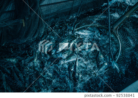 Landing of fresh mackerel at a fishing port in Miyagi prefecture Landing of fresh mackerel at a fishing port in Miyagi prefecture 92538841