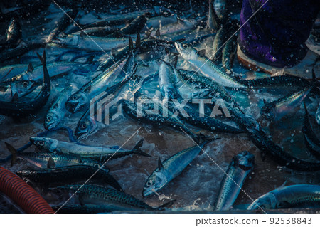 新鮮鯖魚登陸宮城縣漁港 92538843