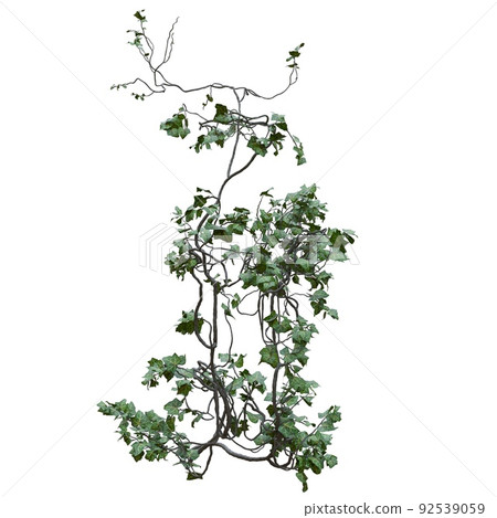 Climbing plants creepers vine isolated on white background 3d illustration Climbing plants creepers vine isolated on white background 3d illustration 92539059