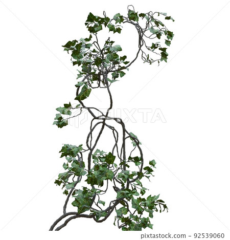 Climbing plants creepers vine isolated on white background 3d illustration Climbing plants creepers vine isolated on white background 3d illustration 92539060