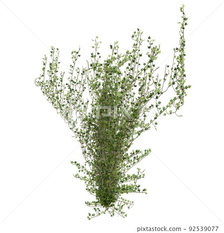 Climbing plants creepers isolated on white background 3d illustration Climbing plants creepers isolated on white background 3d illustration 92539077