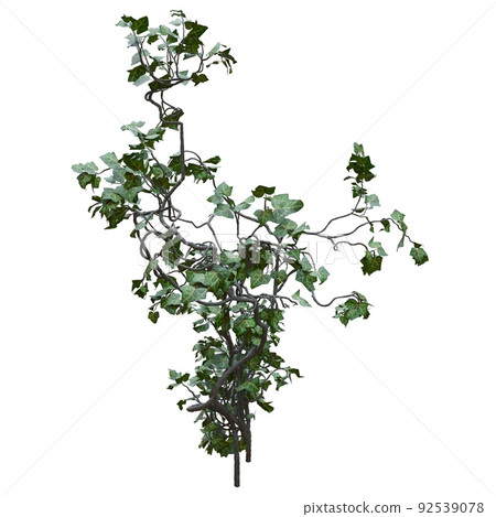 Climbing plants creepers vine isolated on white background 3d illustration Climbing plants creepers vine isolated on white background 3d illustration 92539078