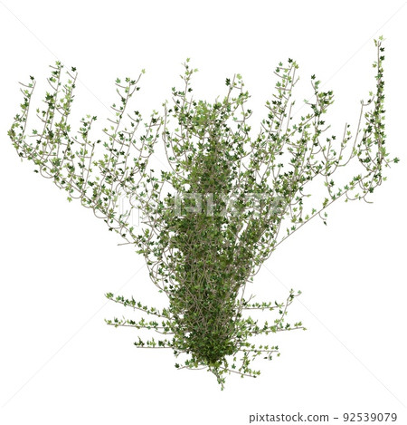 Climbing plants creepers isolated on white background 3d illustration Climbing plants creepers isolated on white background 3d illustration 92539079