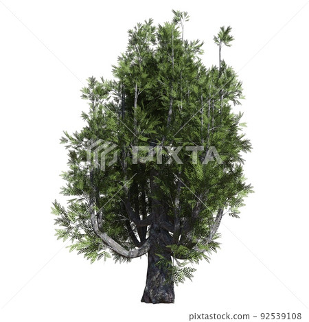 Fantasy tree 3d illustration isolated on white background Fantasy tree 3d illustration isolated on white background 92539108
