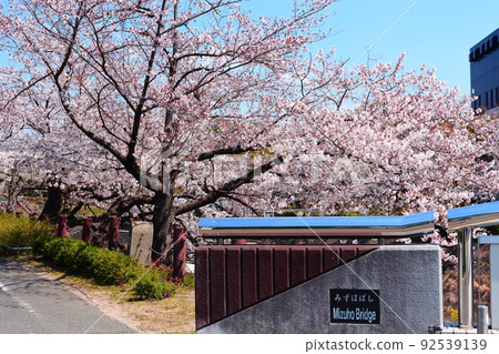 Yamasaki River Mizuho Bridge Sakura (Mizuho Ward, Nagoya City) 92539139
