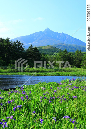 初夏的南濱沼澤、菖蒲和利尻山 92539563