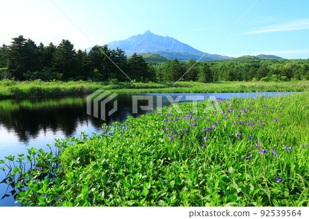 Minamihama Marsh in early summer, Japanese iris and Mt. Rishiri 92539564