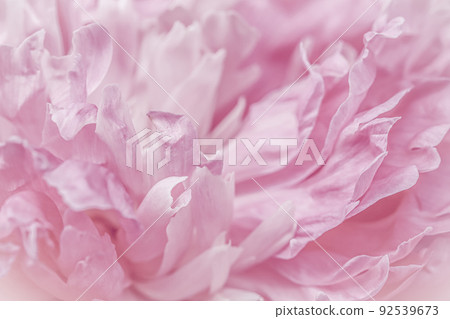 Soft focus, abstract floral background, pink peony flower petals. Macro flowers backdrop for holiday brand design 92539673