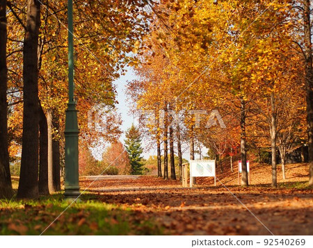 大阪山代池公園的秋葉 92540269