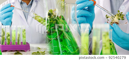 research scientist team working research and Biotech science Photobioreactor in laboratory of algae fuel, biofuel sustainable biochemical research scientist team working research and Biotech science Photobioreactor in laboratory of algae fuel, biofuel sustainable biochemical 92540279