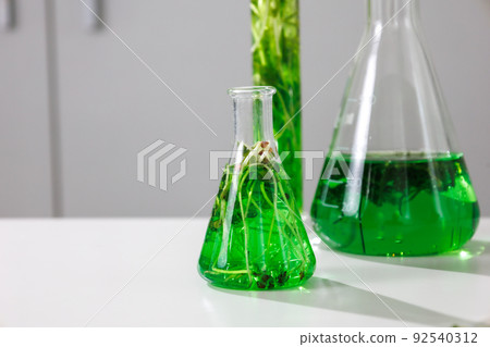 research and Biotech science Scientists are developing research on algae. Bio-energy, biofuel, energy research 92540312