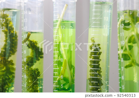 research and Biotech science Scientists are developing research on algae. Bio-energy, biofuel, energy research 92540313