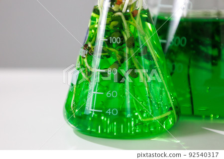 research and Biotech science Scientists are developing research on algae. Bio-energy, biofuel, energy research 92540317