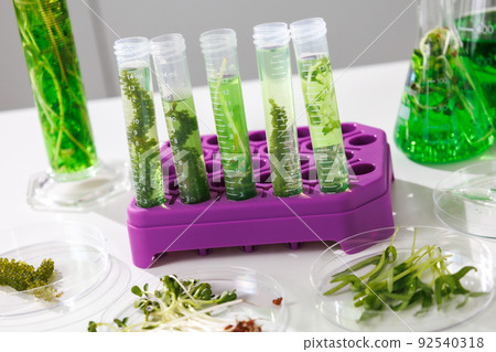 research and Biotech science Scientists are developing research on algae. Bio-energy, biofuel, energy research 92540318