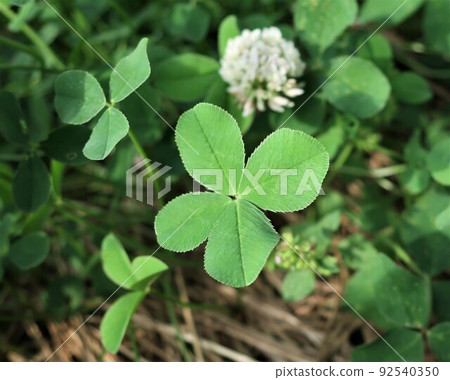 Happy four-leaf clover and flowers 92540350