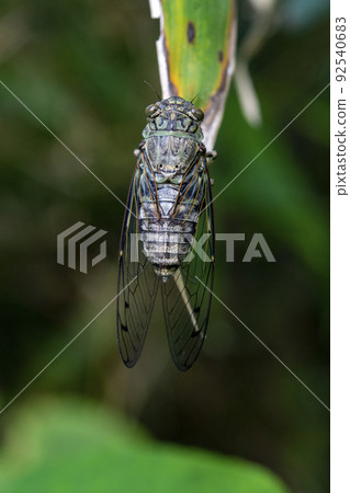 Tsukutsukuboushi perching on the leaves of Sasa 92540683