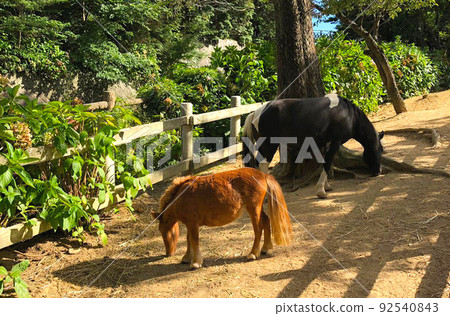 Horse looking for grass on the ground 92540843