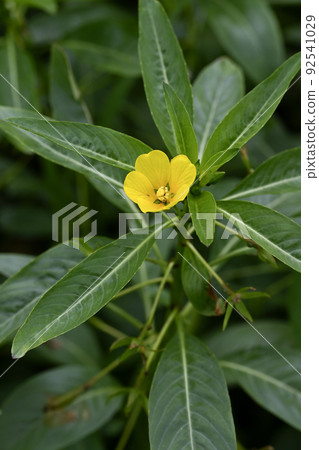 Mizkin Bai Mizkin Bai 92541029