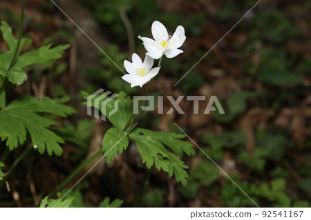 春天在山區潮濕的地方開花的毛茛科白色、鬆弛的海葵 92541167