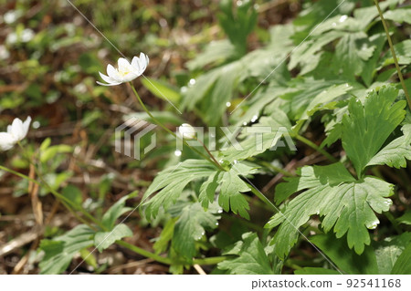 春天在山區潮濕的地方開花的毛茛科白色、鬆弛的海葵 92541168