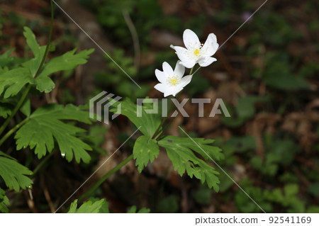 春天在山區潮濕的地方開花的毛茛科白色、鬆弛的海葵 92541169