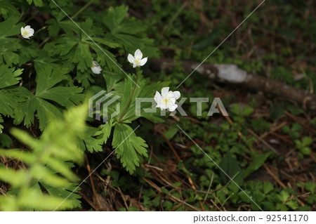 春天在山區潮濕的地方開花的毛茛科白色、鬆弛的海葵 92541170