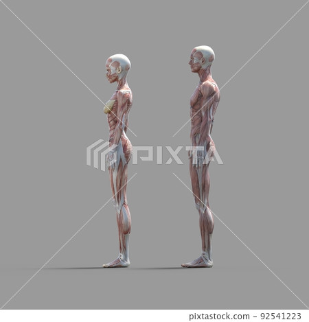 Muscle specimens, men and women, whole body, perming3DCG illustration material 92541223